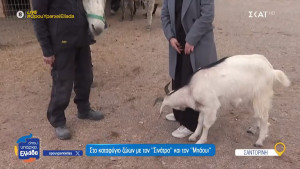 Όπου υπάρχει Ελλάδα - Σαντορίνη: Η στιγμή που η κατσίκα Μπόουι τρώει το παντελόνι της Ευλαμπίας Ρέβη!