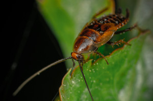 Τι μπορούν να προκαλέσουν οι κατσαρίδες στην υγεία μας;