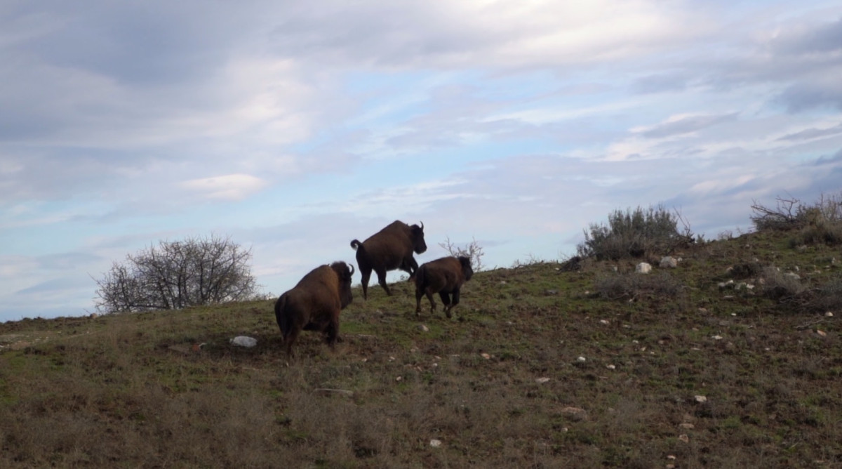 Όπου υπάρχει Ελλάδα: Άγρια Δύση στη... Λάρισα, εκεί όπου βόσκουν τεράστιοι βίσονες!